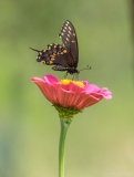 Vlinder op bloem, IndonesiÃ«